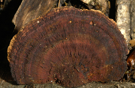 Dreifarbige Rötende Tramete (Daedaleopsis tricolor) - © Heinz Prelicz